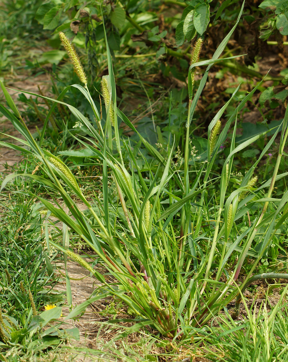 Image of Setaria pumila specimen.