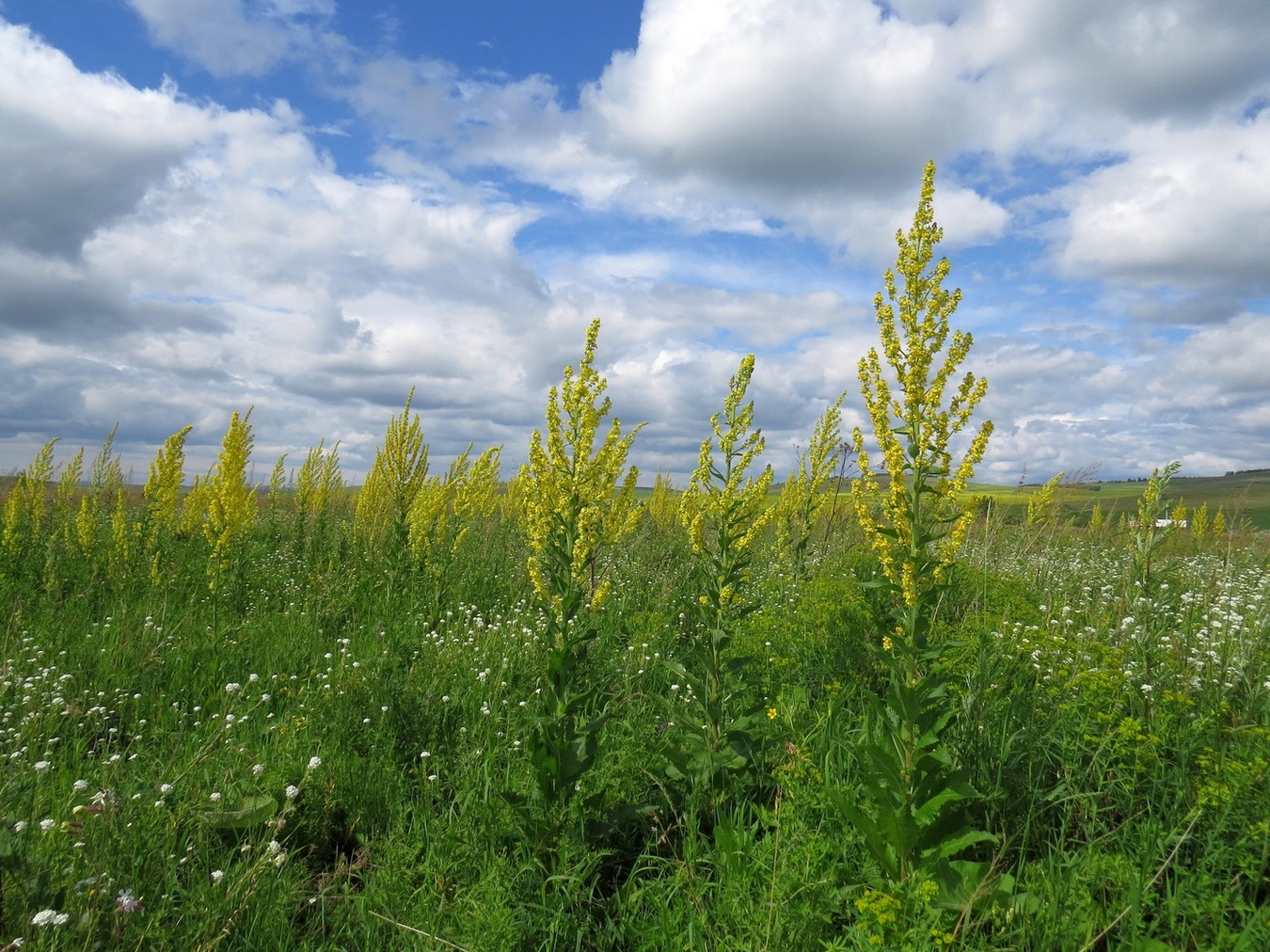 Image of Verbascum lychnitis specimen.