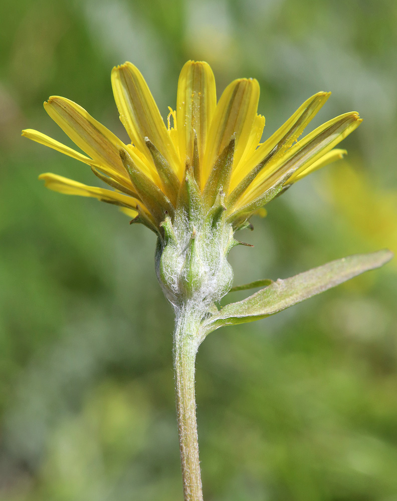 Image of Scorzonera cana specimen.