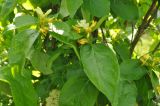 Смотреть изображение Lonicera ferdinandi