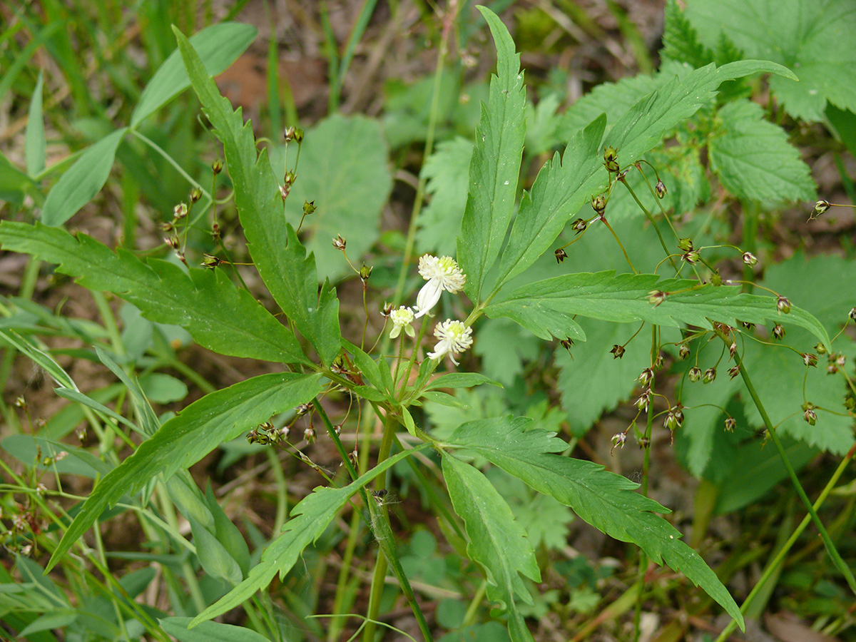 Изображение особи Anemone reflexa.