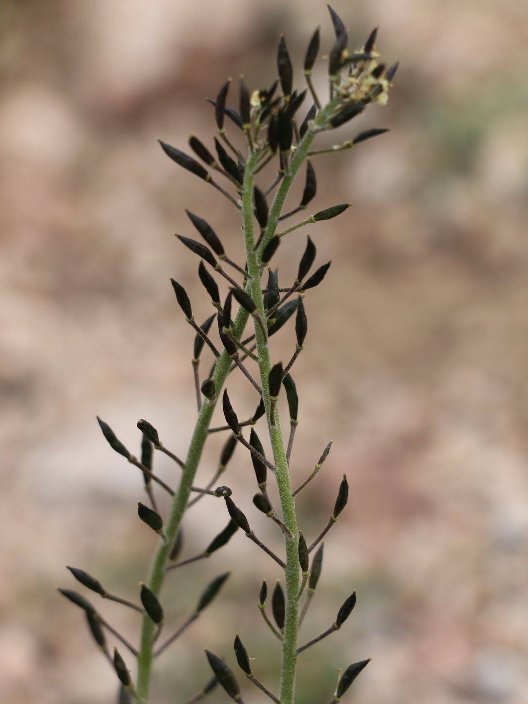 Image of Smelowskia calycina specimen.