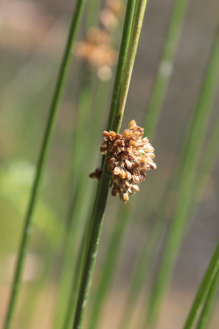 Изображение особи Juncus effusus.