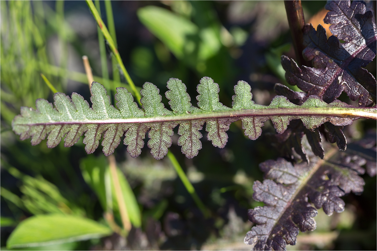 Image of Pedicularis sceptrum-carolinum specimen.