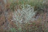 Artemisia santonicum