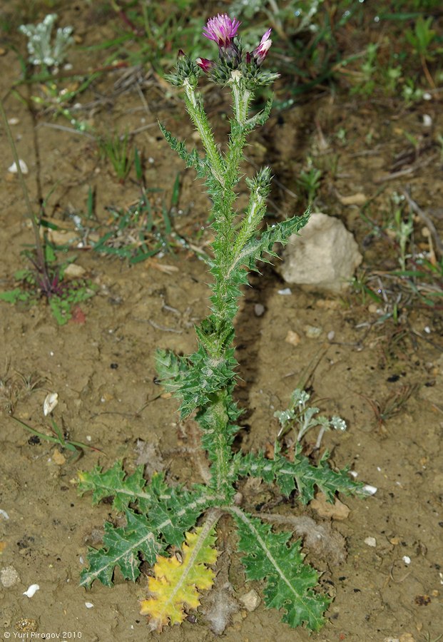 Image of Carduus beckerianus specimen.