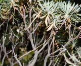 Eriogonum arborescens