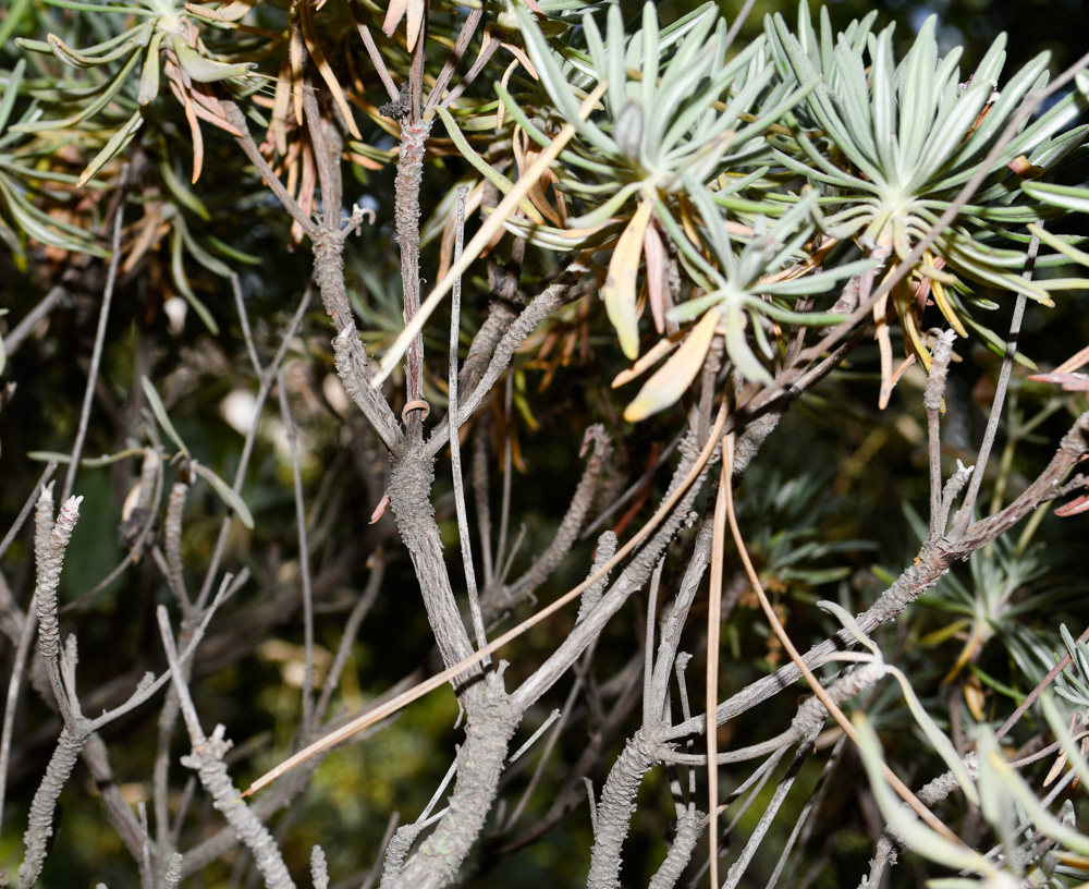 Изображение особи Eriogonum arborescens.