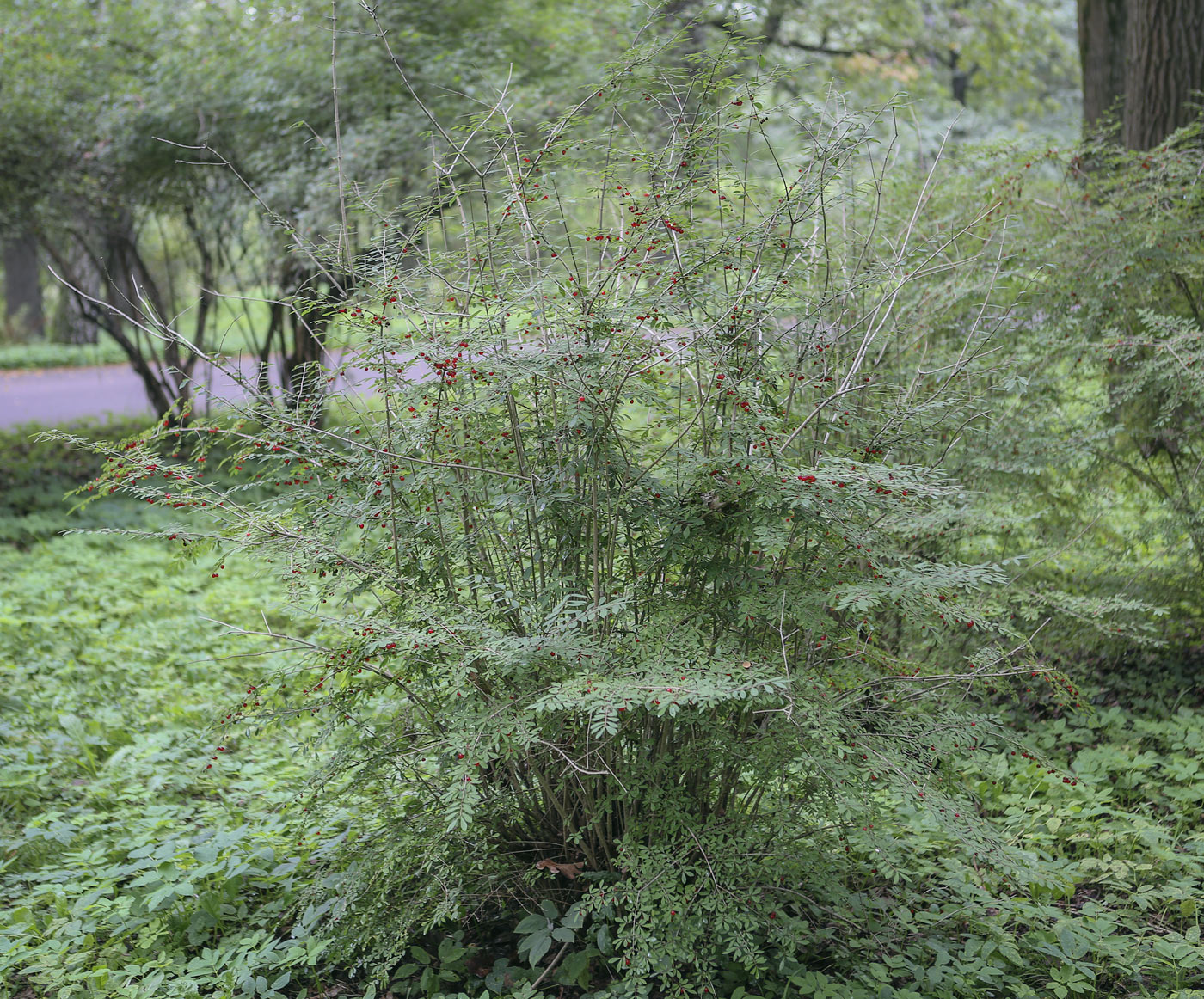 Image of Lonicera tangutica specimen.