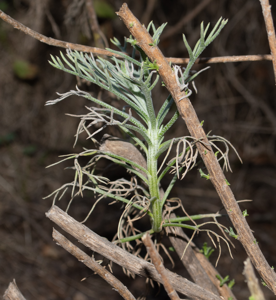 Изображение особи Hymenolepis crithmifolia.