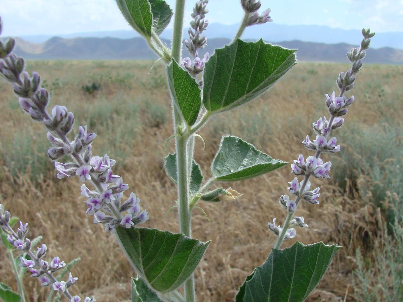 Image of Psoralea drupacea specimen.