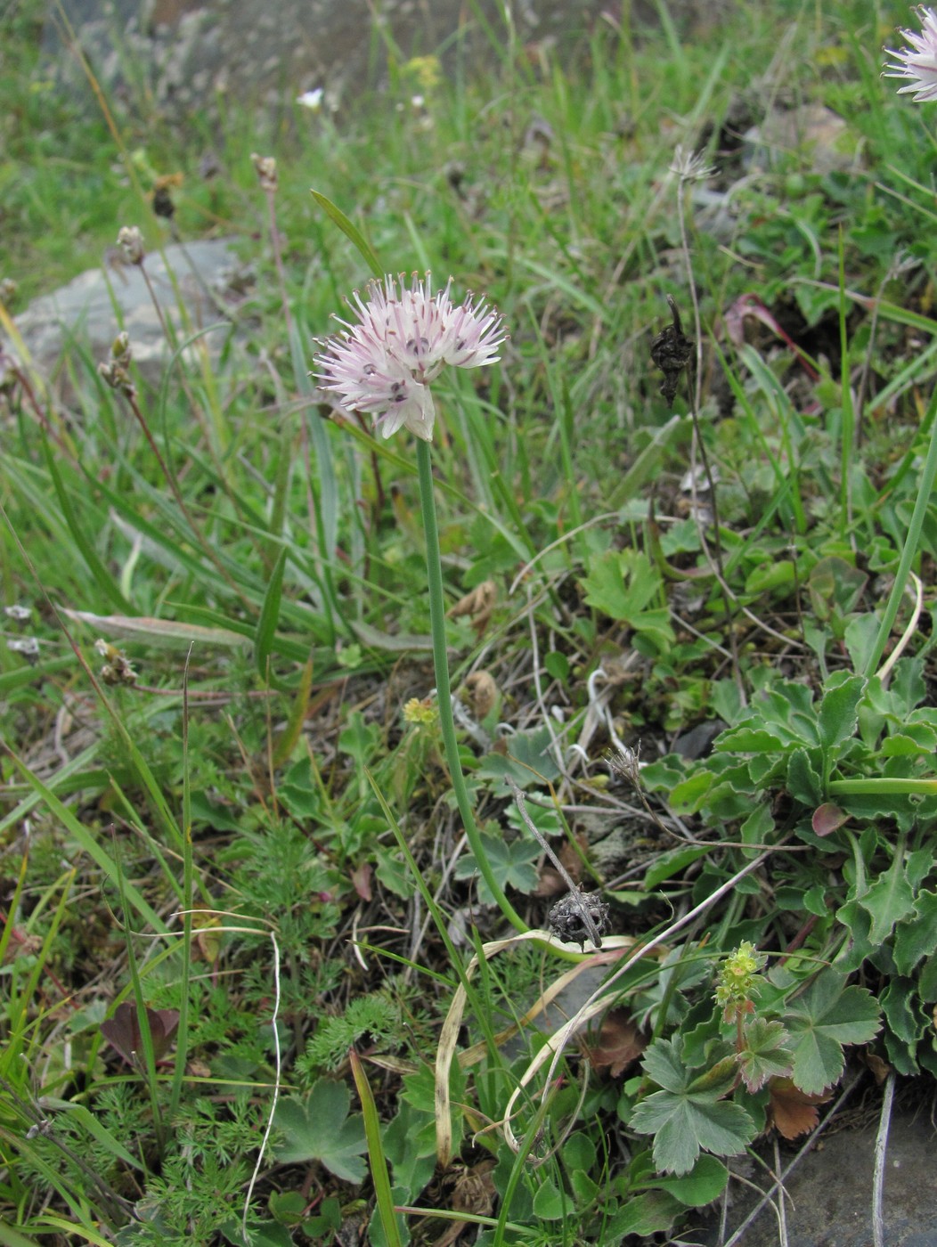 Image of Allium pseudostrictum specimen.