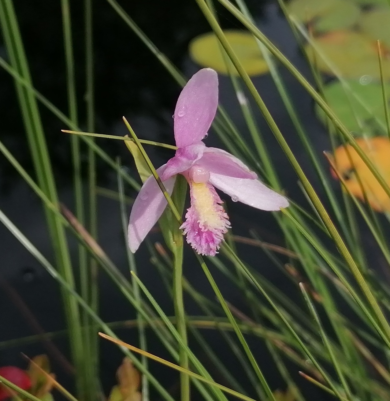 Изображение особи Pogonia ophioglossoides.