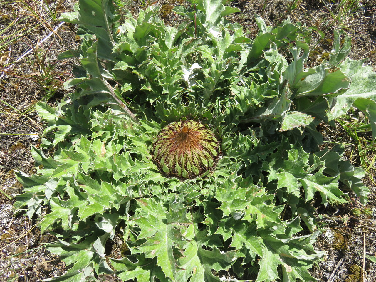 Изображение особи Carlina acanthifolia.