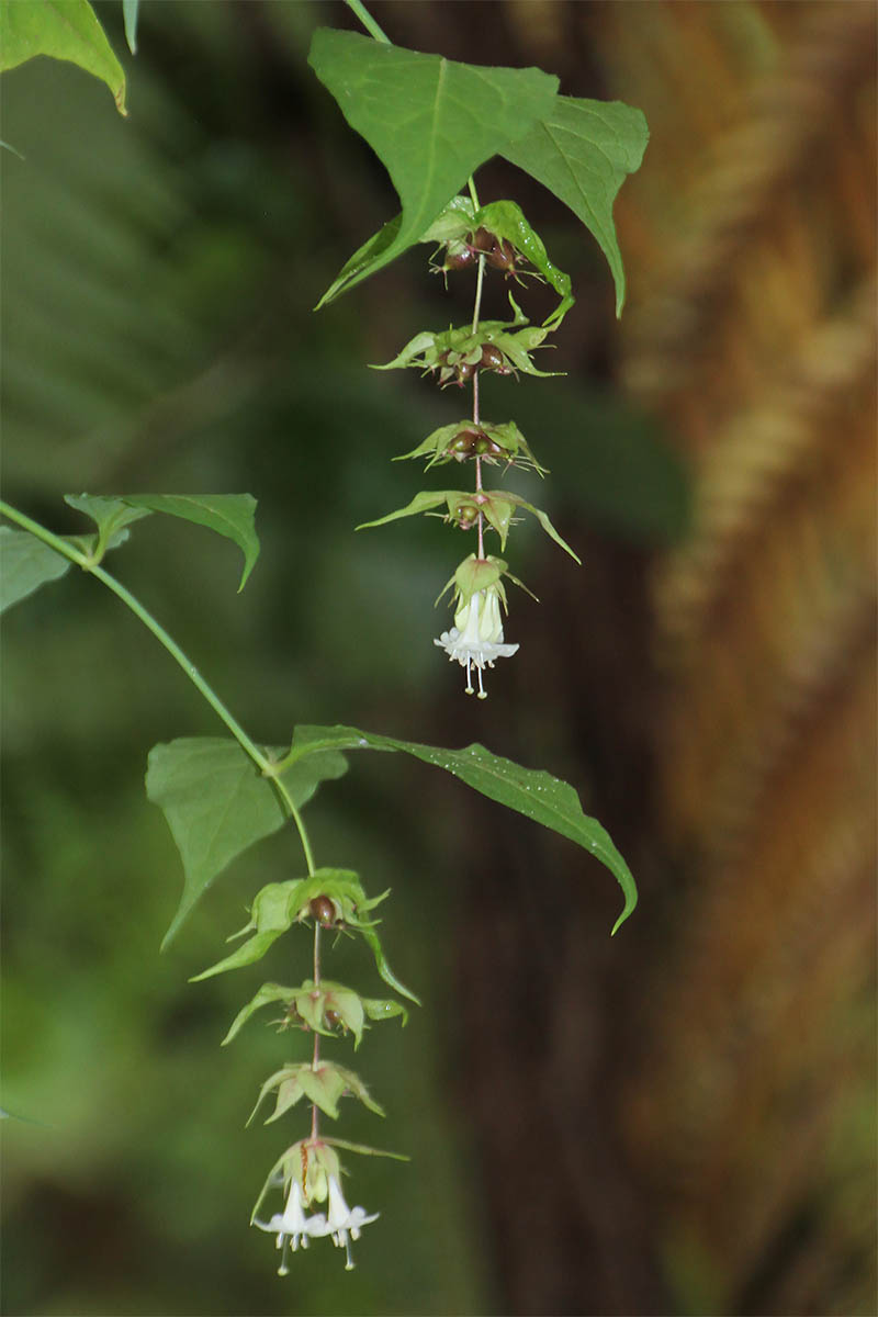 Image of Leycesteria formosa specimen.