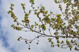 Platanus orientalis. Ветвь с молодыми листьями и прошлогодними соплодиями. Крым, Ленинский р-н, с. Новоотрадное, в культуре. 09.05.2022.