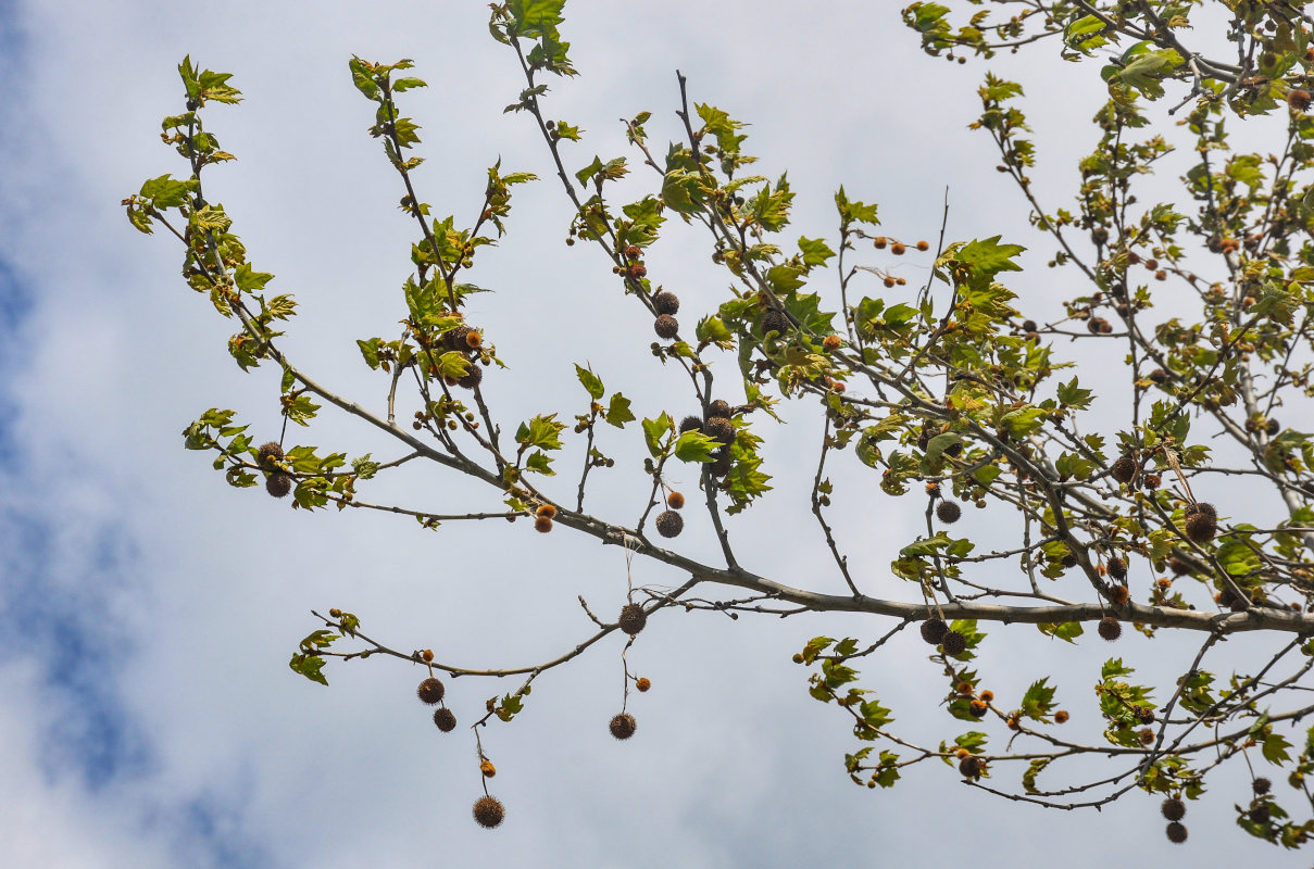 Изображение особи Platanus orientalis.