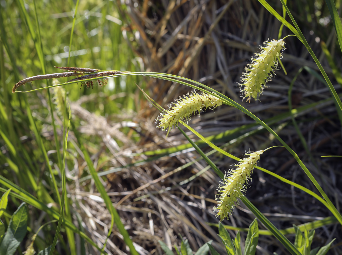 Изображение особи Carex vesicaria.