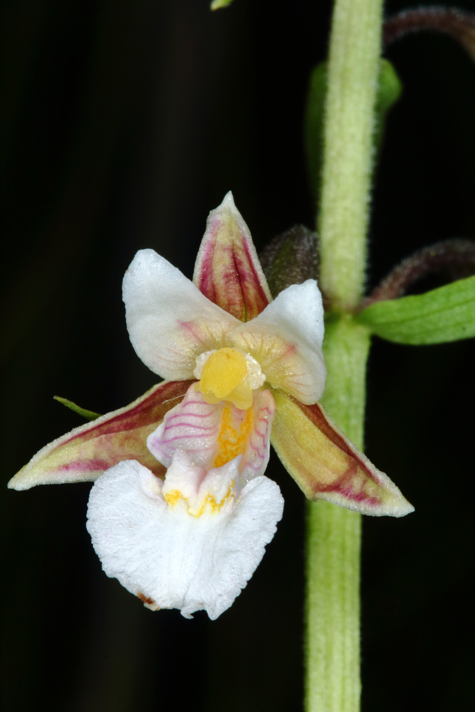 Изображение особи Epipactis palustris.