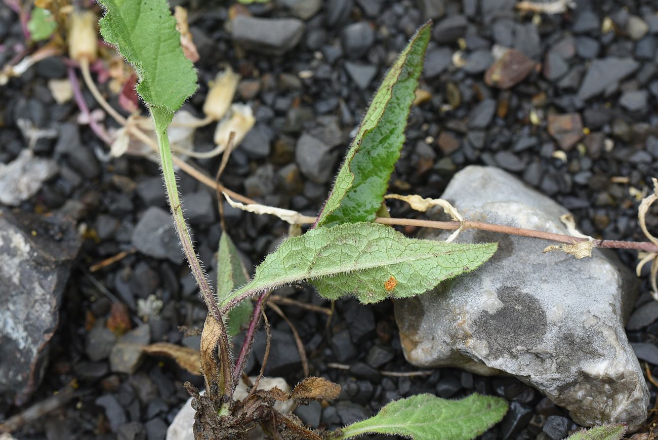 Image of Campanula collina specimen.