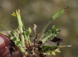 Hyoseris scabra. Выкопанное растение с закрывшимся и отцветшим соцветиями. Испания, автономное сообщество Каталония, провинция Жирона, комарка Баш Эмпорда, муниципалитет Тороэлья-де-Монгри, юго-восточный сектор плато Монтанья Гран, разреженные заросли кустарников (гаррига), каменистый субстрат. 22.03.2023.