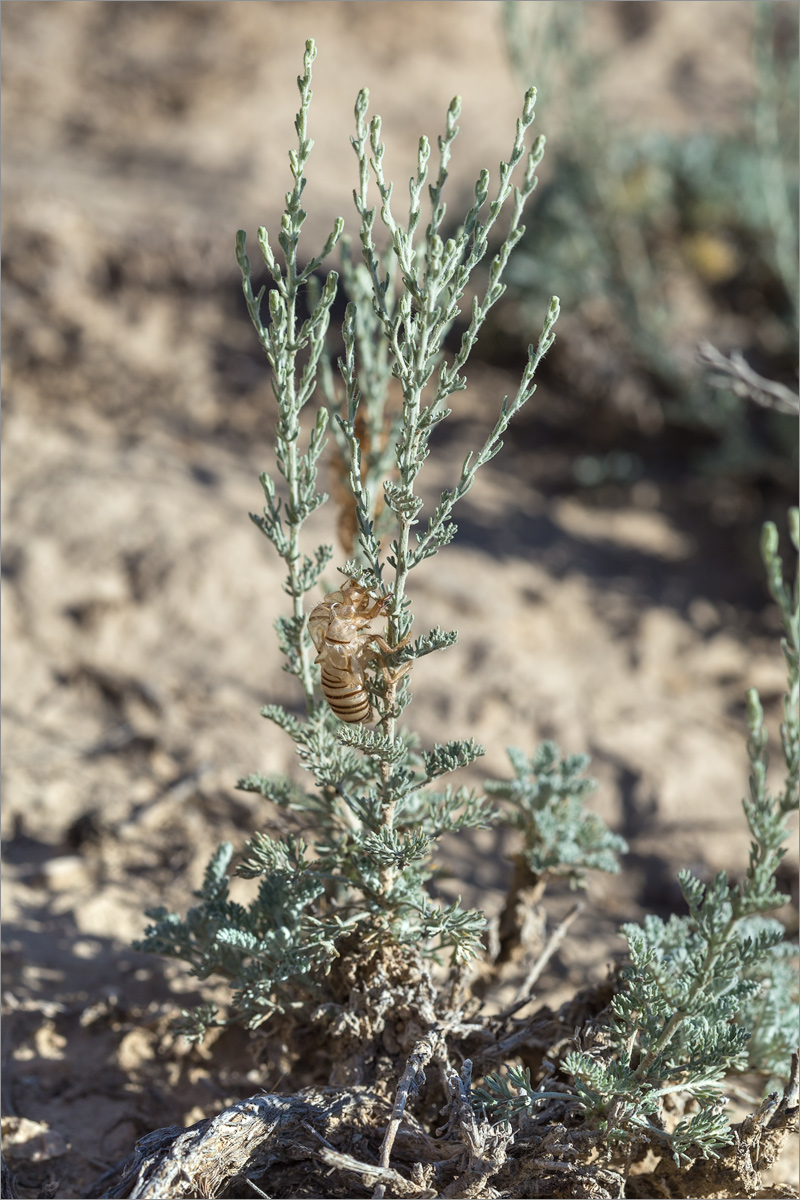 Image of genus Artemisia specimen.