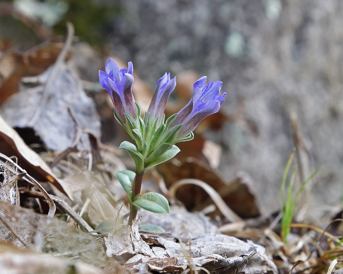 Image of Gentiana zollingeri specimen.