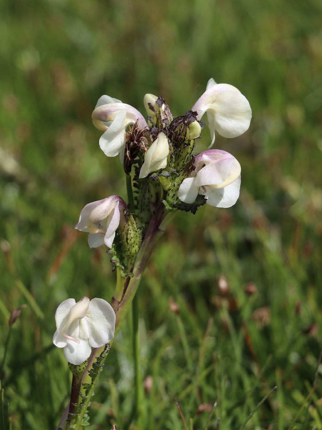 Изображение особи Pedicularis rhinanthoides.