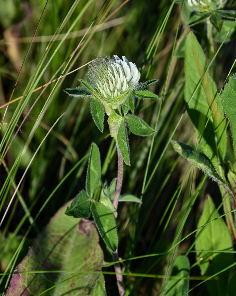 Изображение особи Trifolium pratense.