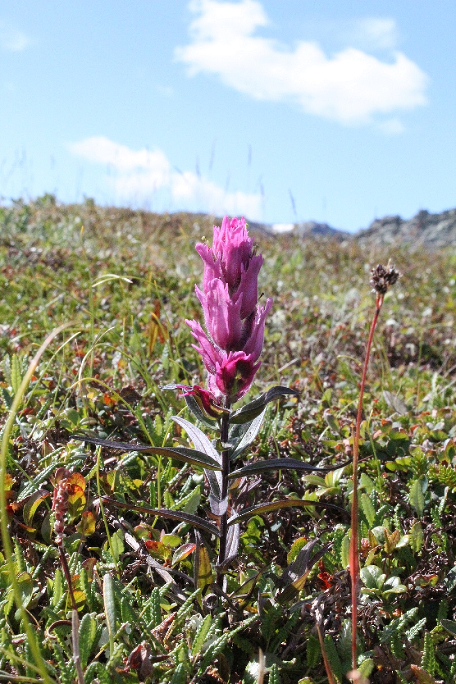 Image of Castilleja arctica specimen.