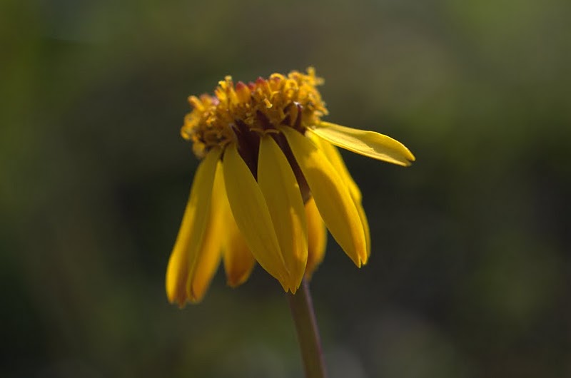 Image of Tephroseris heterophylla specimen.