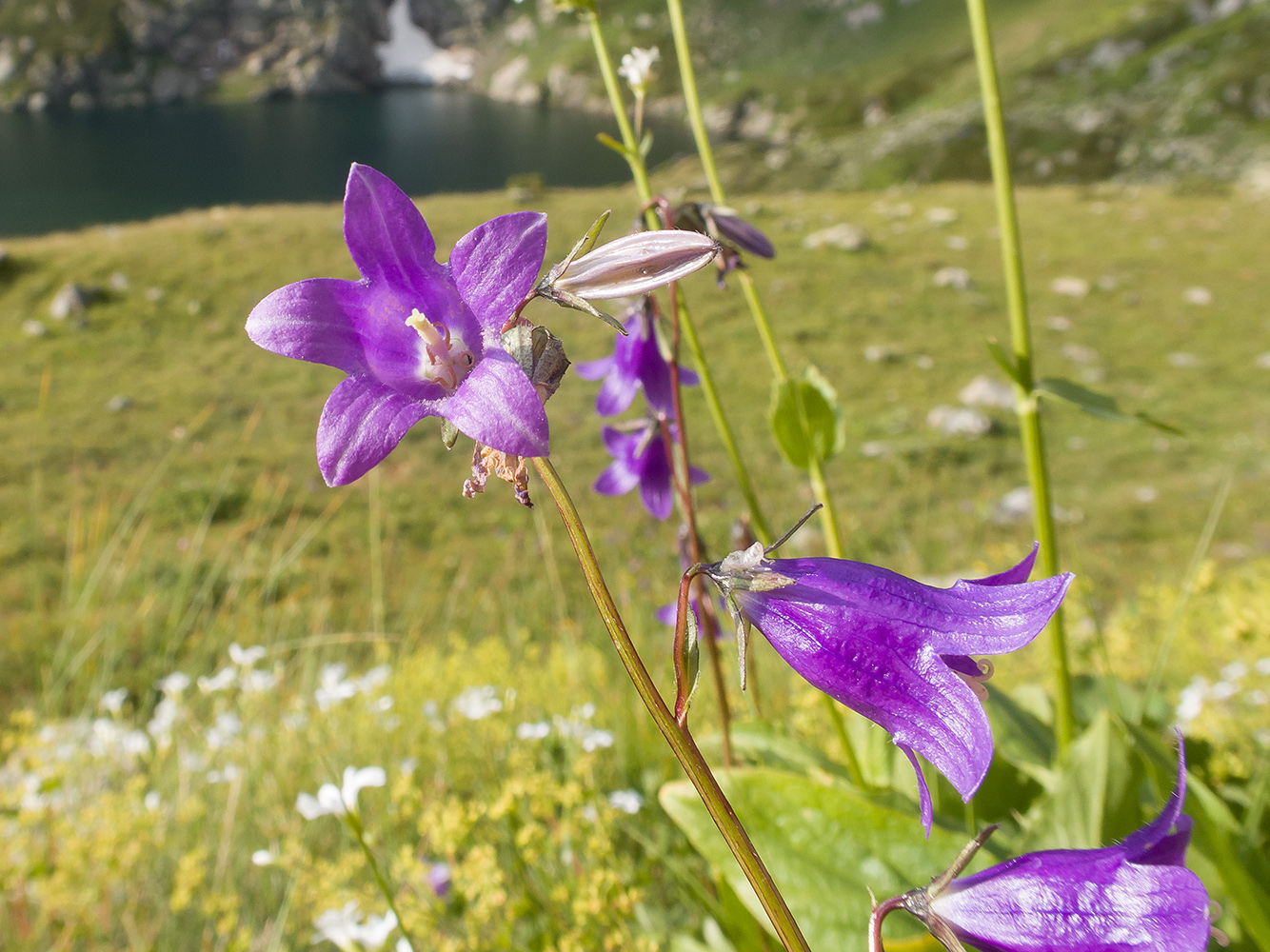 Image of Campanula rapunculoides specimen.