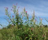 Epilobium hirsutum