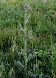 Carduus arabicus. Цветущее растение в сообществе с Poaceae. Дагестан, г. Дербент, луговой склон. 04.05.2022.