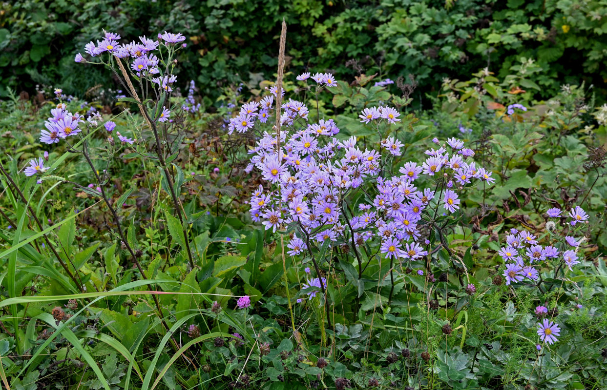 Изображение особи Aster tataricus.