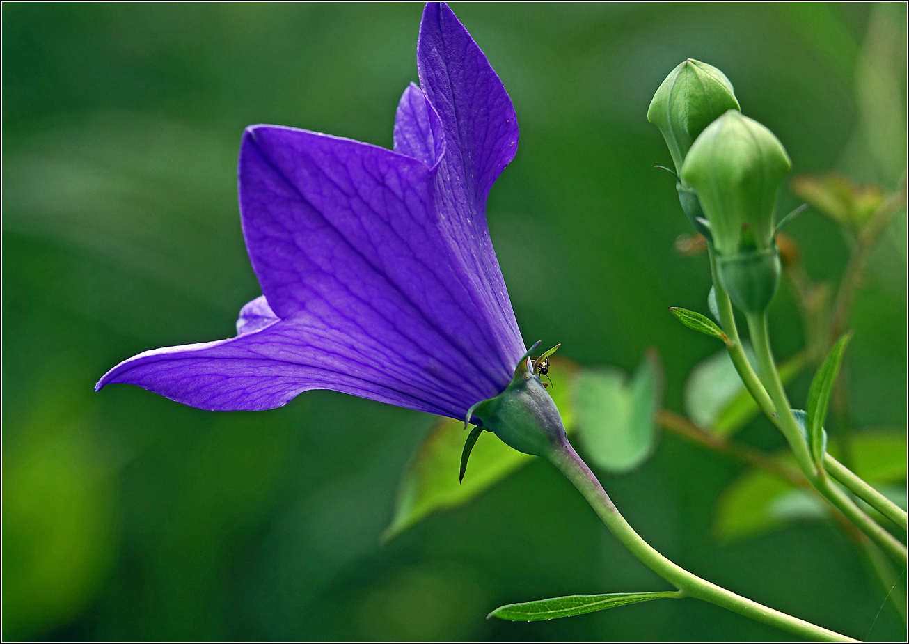 Изображение особи Platycodon grandiflorus.