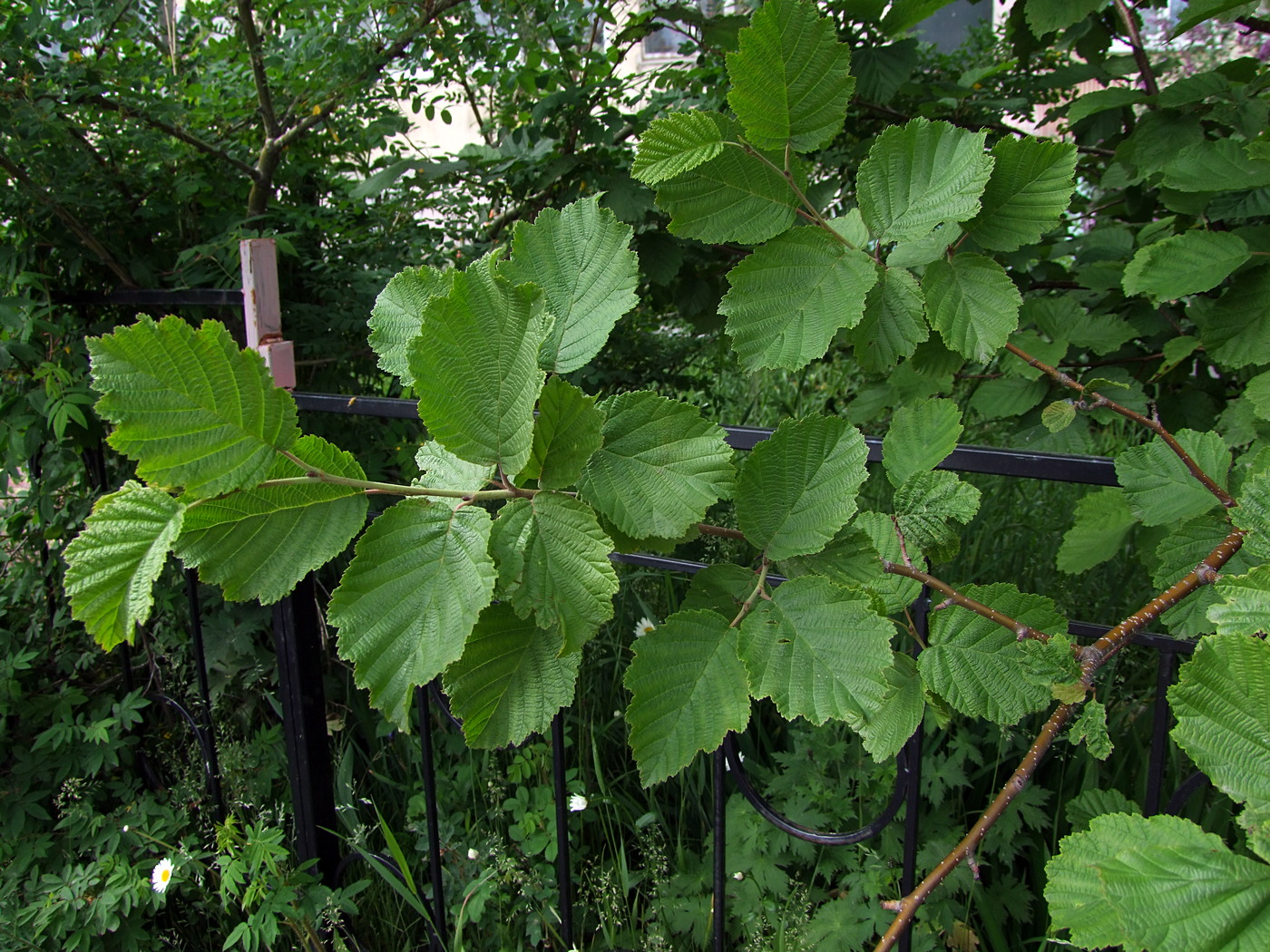 Изображение особи Alnus hirsuta.