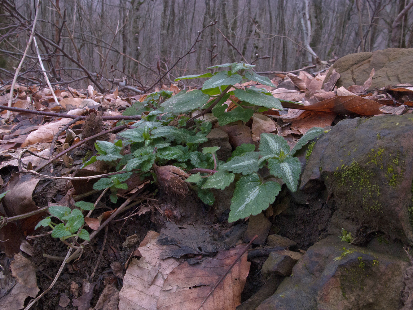 Image of Lamium maculatum specimen.