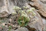 Rosularia platyphylla