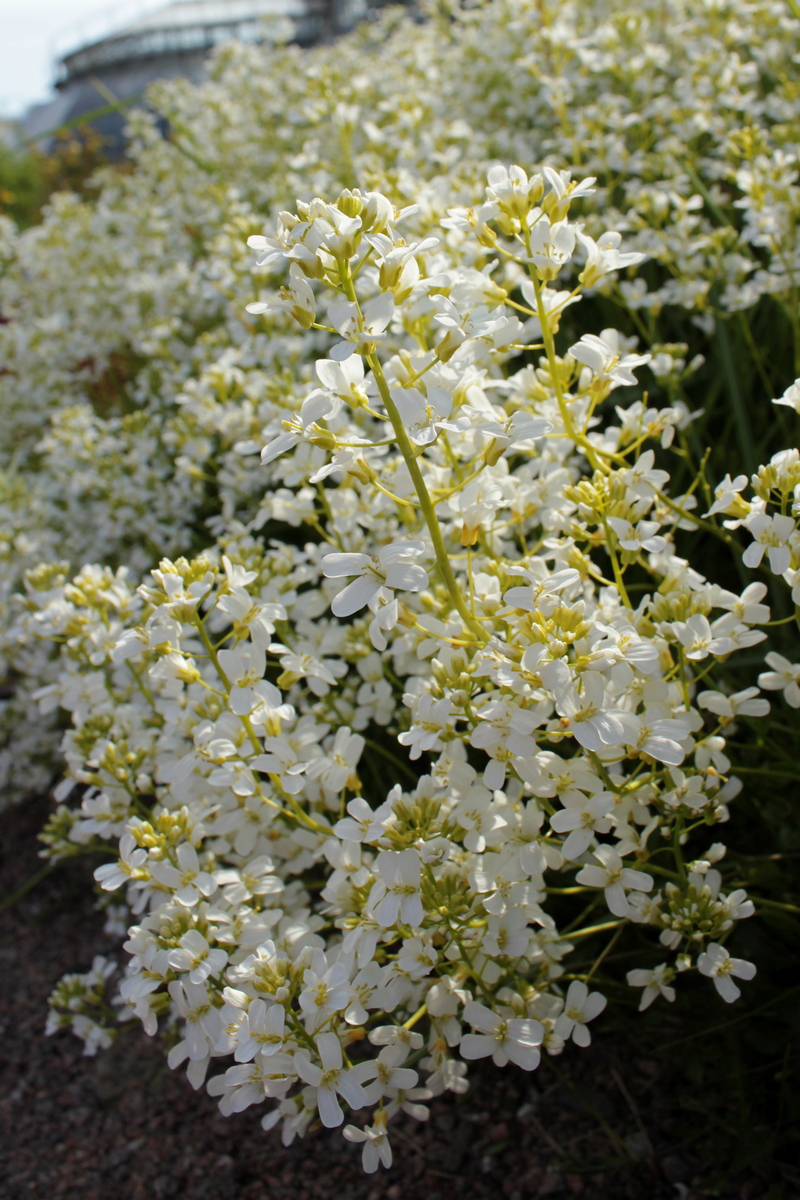 Изображение особи семейство Brassicaceae.