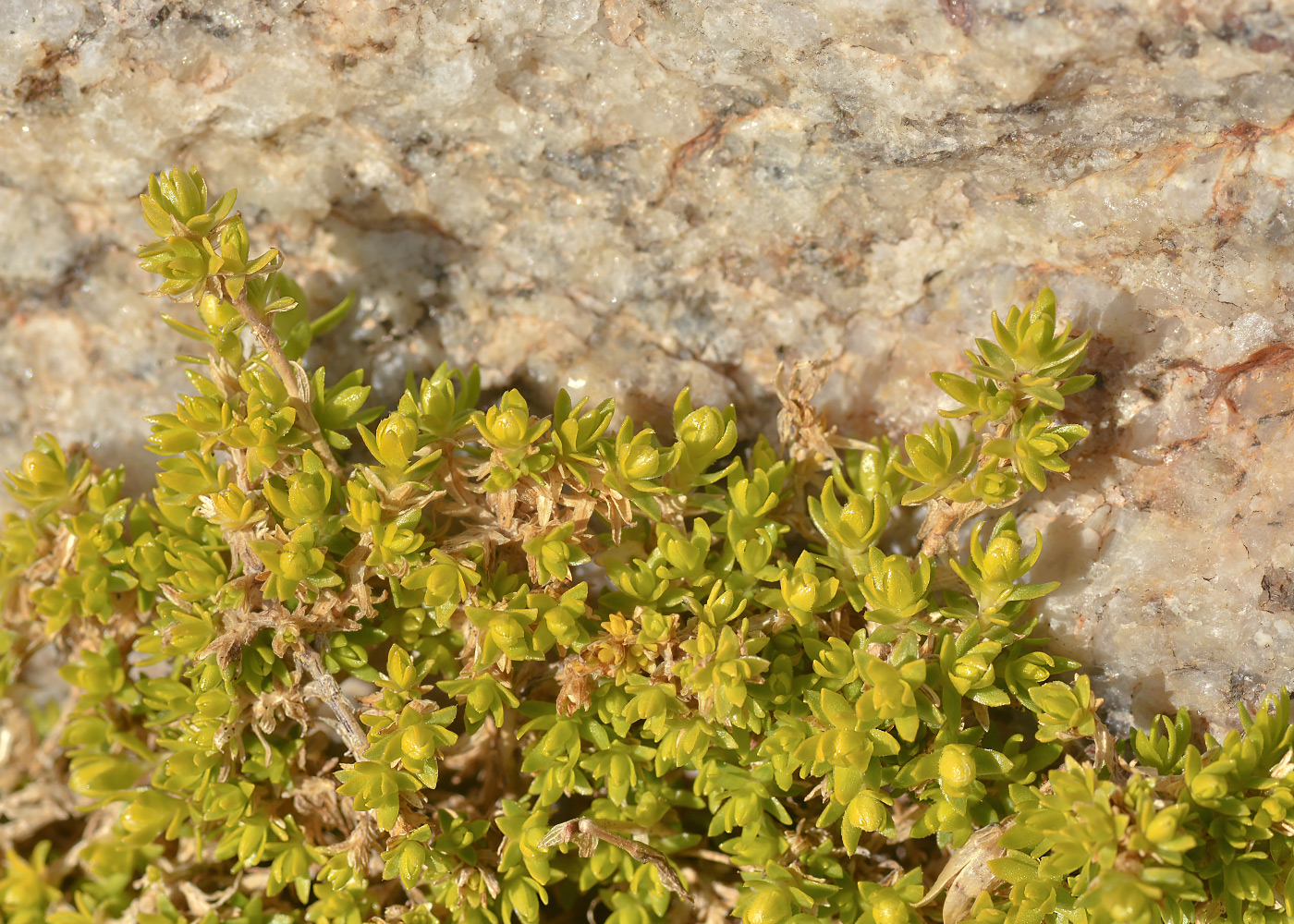 Изображение особи семейство Caryophyllaceae.