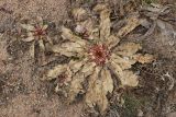 Oenothera rubricaulis. Перезимовавшие растения второго года жизни. Санкт-Петербург, Кронштадтский р-н; о-в Котлин, батарея \"Демидов\", гравийно-песчаная площадка с рудеральной растительностью у подножия земляного вала. 31.03.2024.