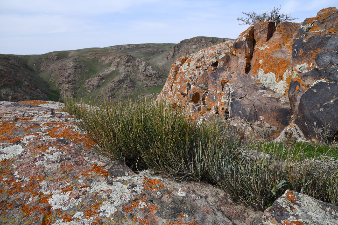 Image of Ephedra intermedia specimen.