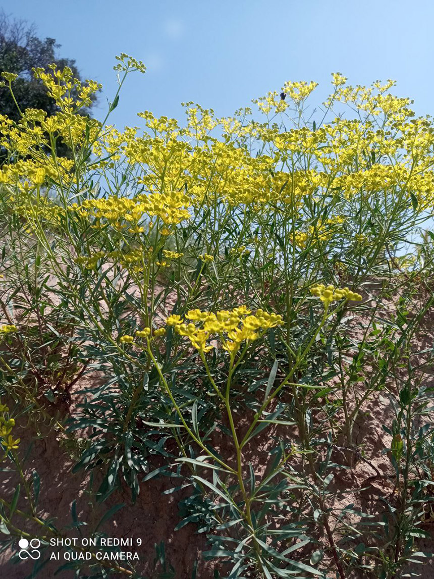 Image of Haplophyllum dubium specimen.