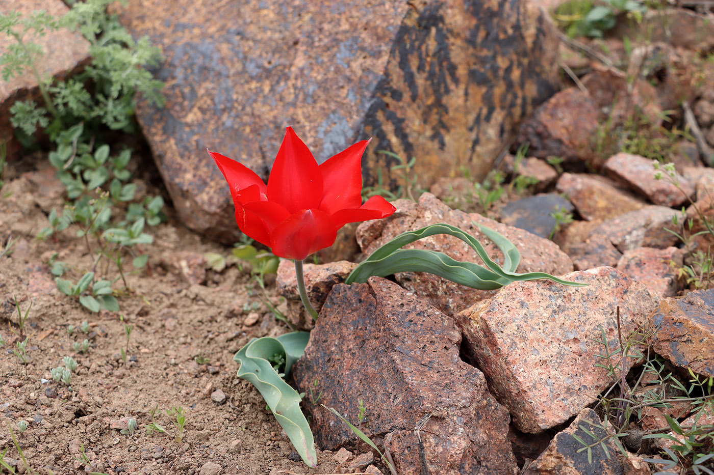 Изображение особи Tulipa dubia.