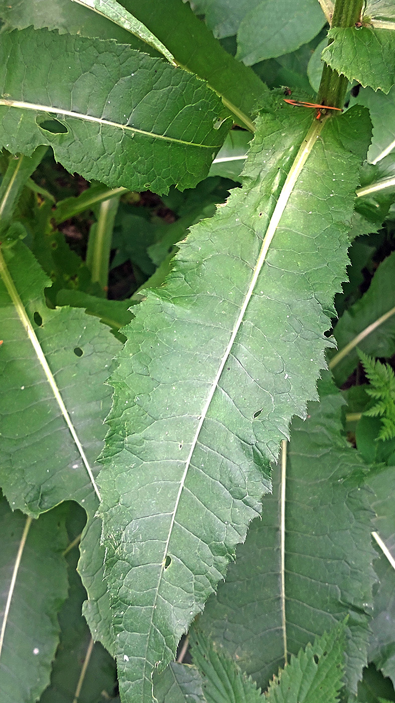 Image of Cirsium helenioides specimen.