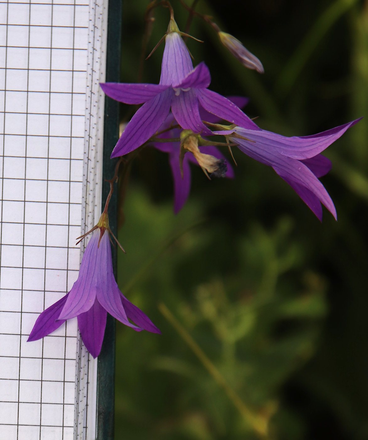 Image of Campanula patula specimen.