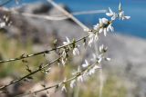 Astragalus pseudomacropterus. Соцветия с цветками и завязями. Таджикистан, Горно-Бадахшанская автономная обл., Рушанский р-н, хр. Северо-Аличурский, Ирхтские горы, Сарезское оз., Ирхтский залив, дол. р. Лянгар, каменистый берег залива. 27 июня 2024 г.