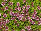 genus Thymus. Верхушки побегов с соцветиями. Карелия, Сортавальский р-н, о. Валаам, в культуре. Июль 2024 г.