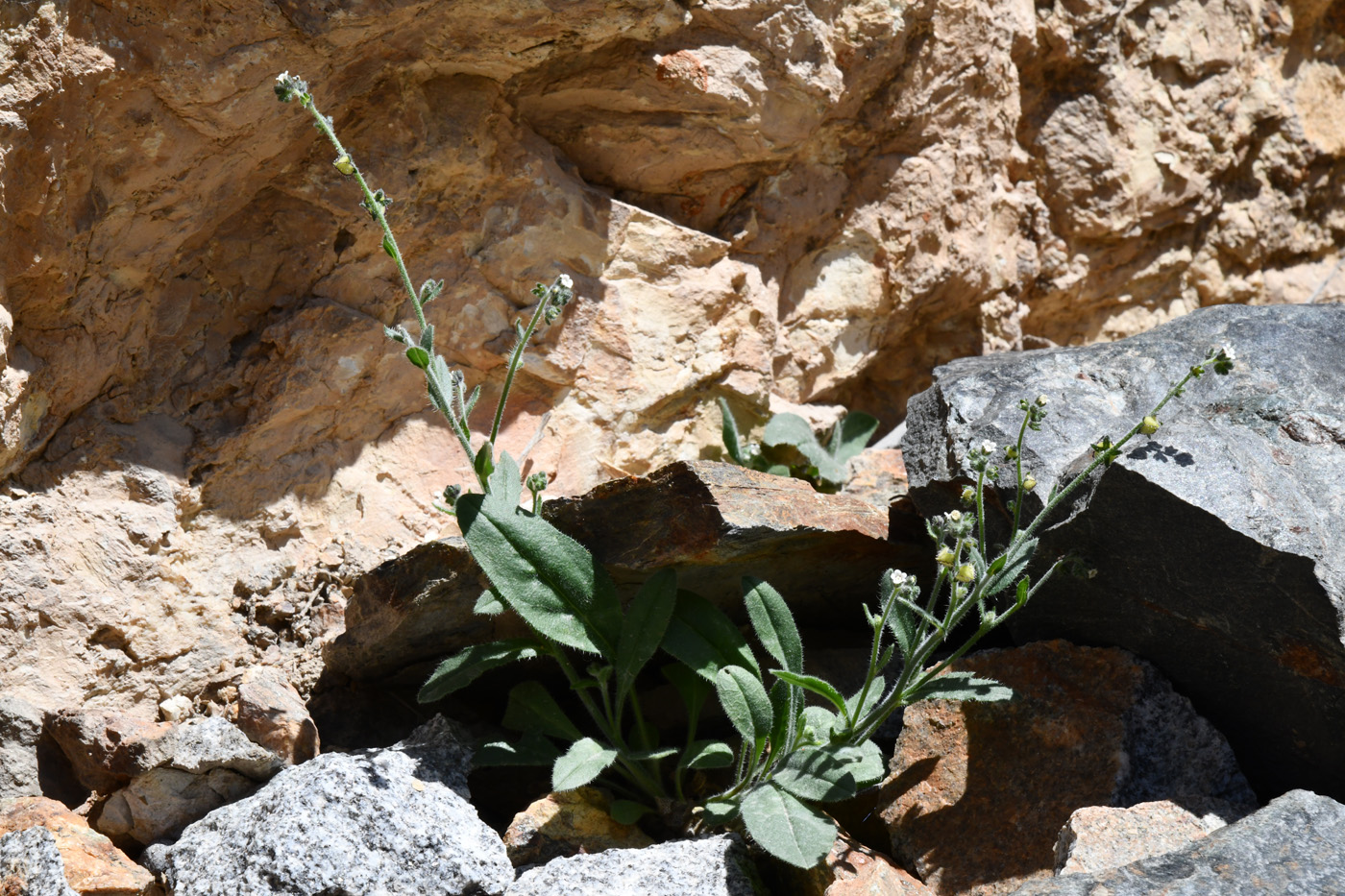 Image of familia Boraginaceae specimen.